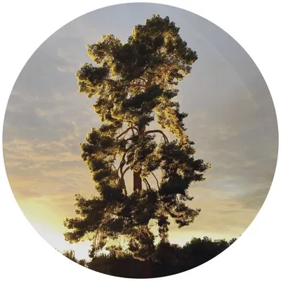 Bon Iver profile