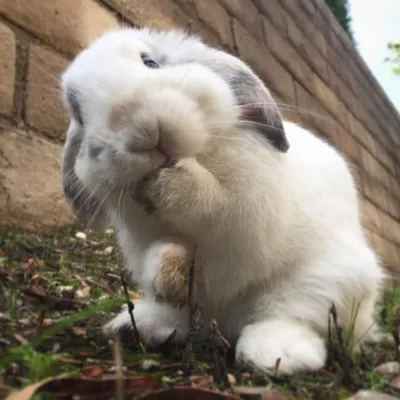 Bonnie Bunny profile