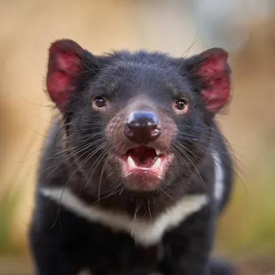 Bonorong Wildlife Sanctuary profile