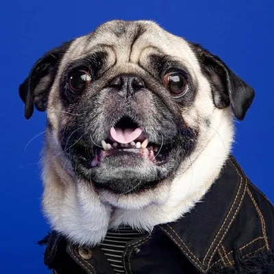 boogie the pug ๐ถ profile