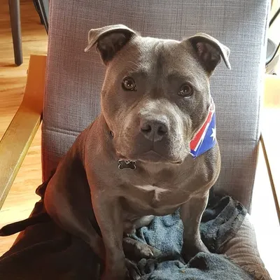 Boomer profile