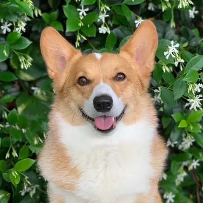 Boomer profile