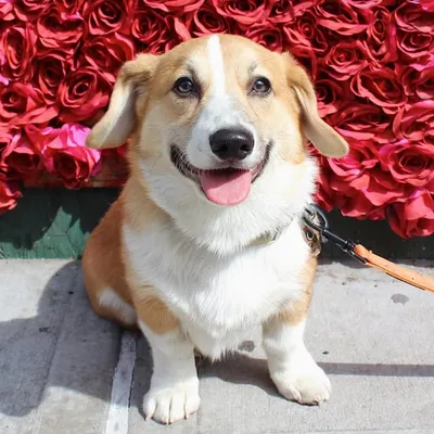 Bootsy The Corgi ๐พ profile