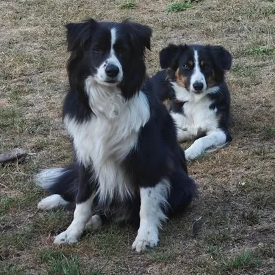 Raico and Nala profile