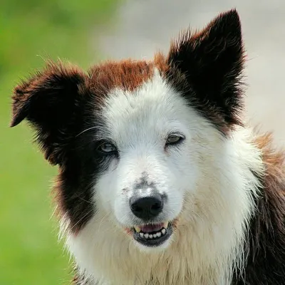 Border Collie Fanpage profile