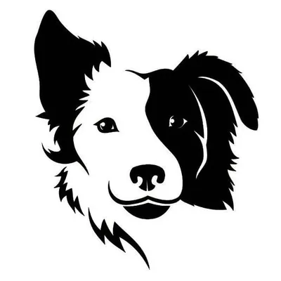 Border Collies Catalunya profile