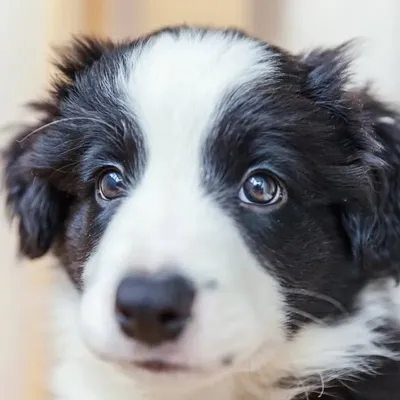Border Collie Lovers profile