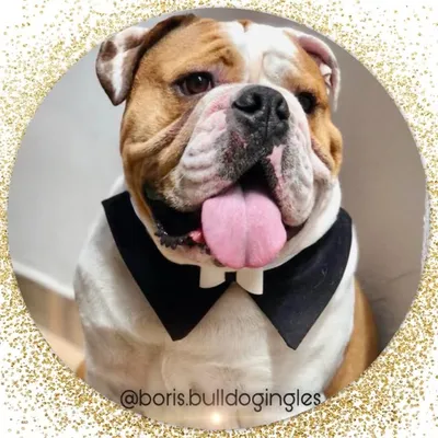 Boris | Bulldog Inglês 🇧🇷 profile