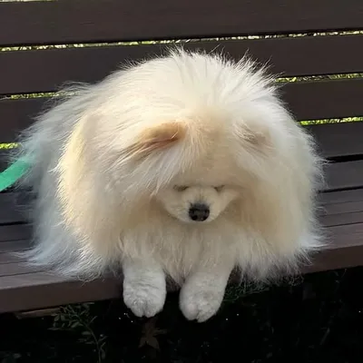 보리다다나무 profile