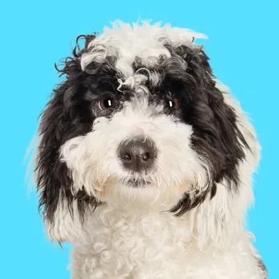 B O S S | The Sheepadoodle profile