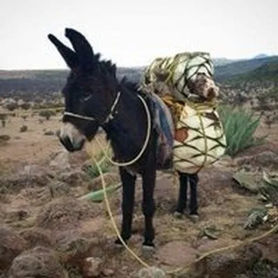 BOSSCAL® USDA Organic Mezcal profile