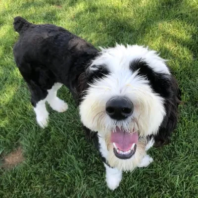 Boston 🐾🐼 profile