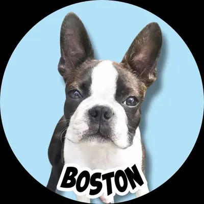 BOSTON EVANDER ALANIS & NAVY ๐ฆ๐บ๐ฆ profile