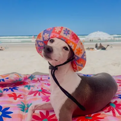 BOSTON | ITALIAN GREYHOUND profile