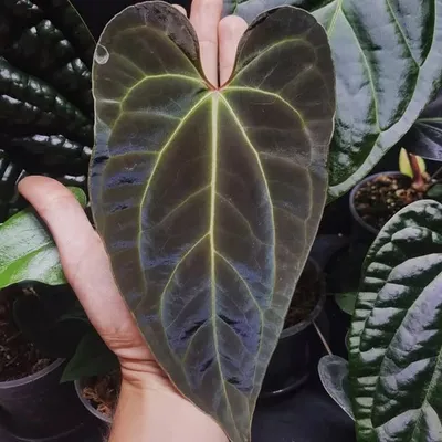 B O T A N I C A L T O B I profile