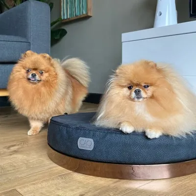 ♡ BOUBOU & BELISS - Théo ♡ profile