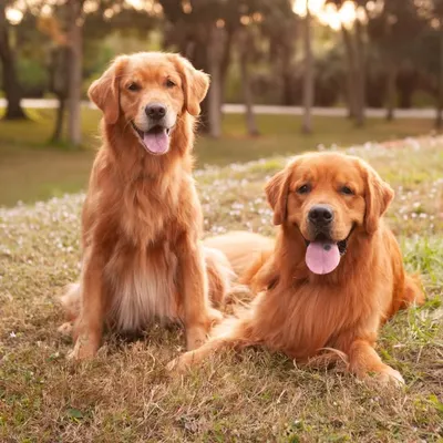 Bowen & Max- Golden Retrievers✨ | Moe & Chip- Cats 🐱 profile