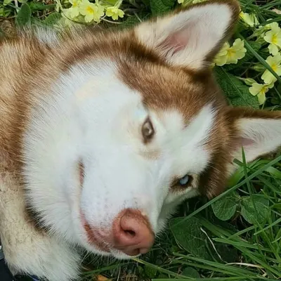 Bowie M. L'Husky più gentile profile
