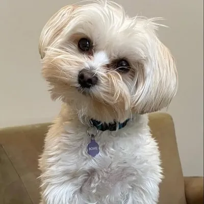 Bowie the Metta dog profile