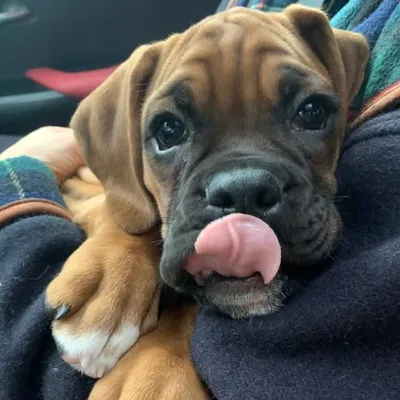 Bowser the Boxer Puppy profile