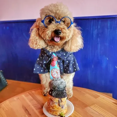 Bowser The Goldendoodle Foodie profile