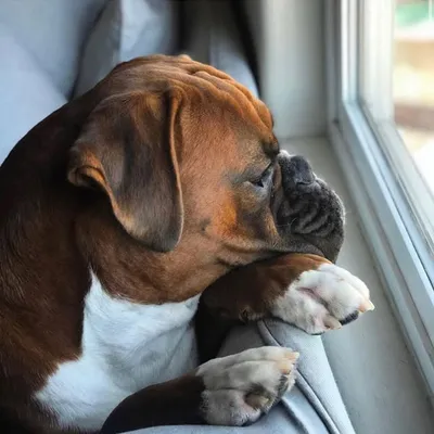 Boxer Buddies profile