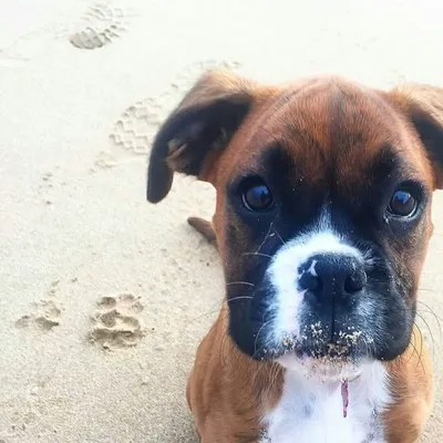 Boxer Moments™ profile