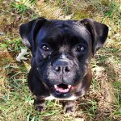 Boxer Dogs Of Instagram profile