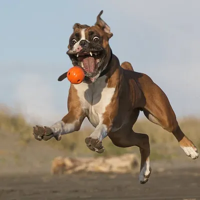 Boxers profile