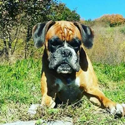 Boxers Only! profile