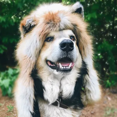 M O O S E profile