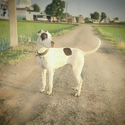 Bozo Pakistani Bully profile