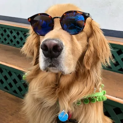 Legacy Account for BradytheGoldenPup profile