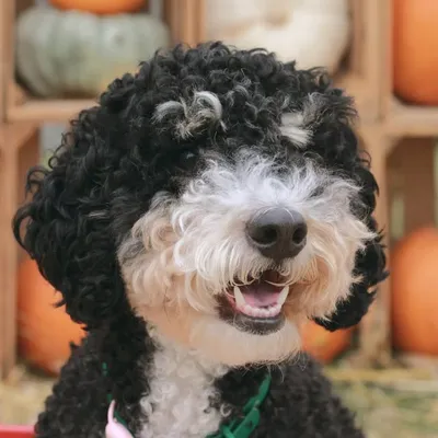 Brandy Luna The Bernedoodle🌙🐶🎀 profile