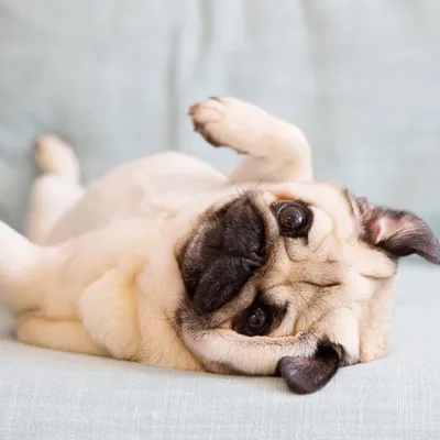 Breezypug โค๏ธ๐ profile