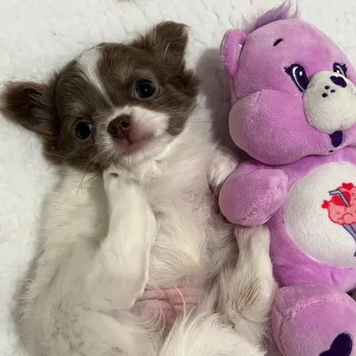 Brie the Chi ๐ป profile