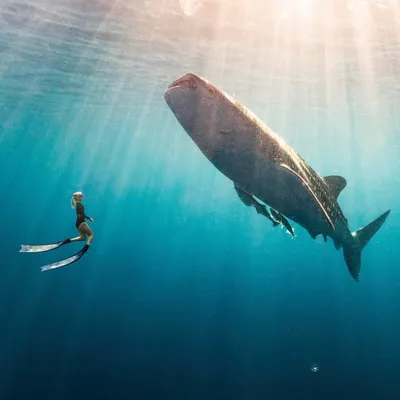 Brinkley Davies ∙ Western Australia profile