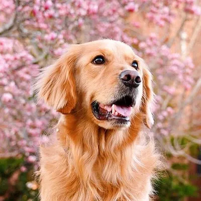 BRINKLEY | Golden Retriever profile