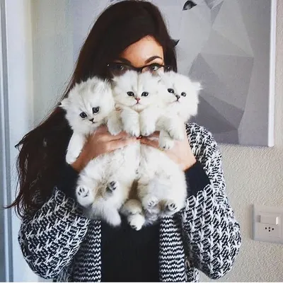 Golden Moonglade 🐱Cat Breeder profile