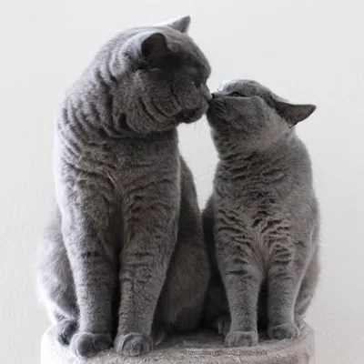 Benji & Leyla ๐ซ profile