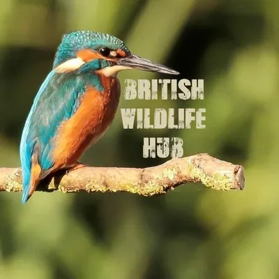 British Wildlife Hub profile