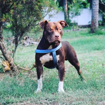 MJ travel pets profile
