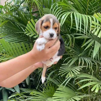 Beagle Brodee profile