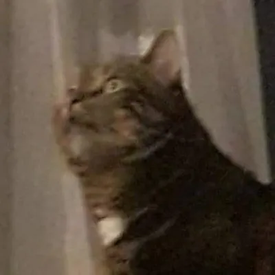 Broken Cats / Cattos memes profile