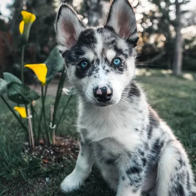 Broley Blue profile