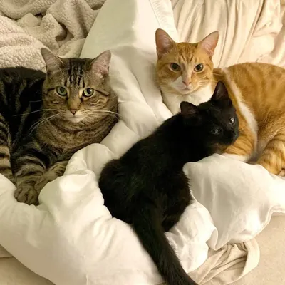Calvin, Saint, & Cove profile