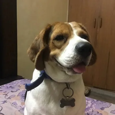 BrownieDixieJagsTintinCasper profile