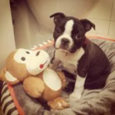 Bruce Finnegan; Boston Terrier profile