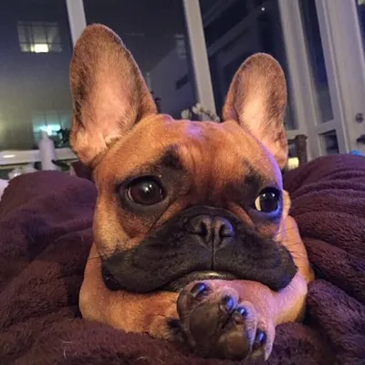 BRUCE THE FRENCH BULLY profile