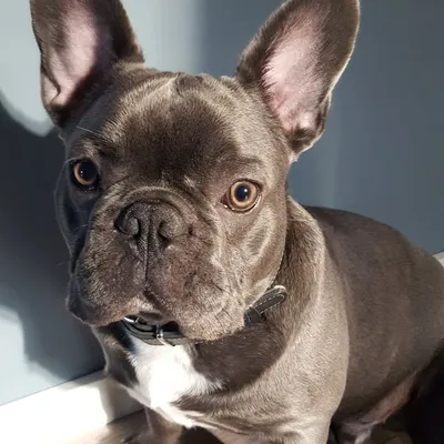 Bruno profile